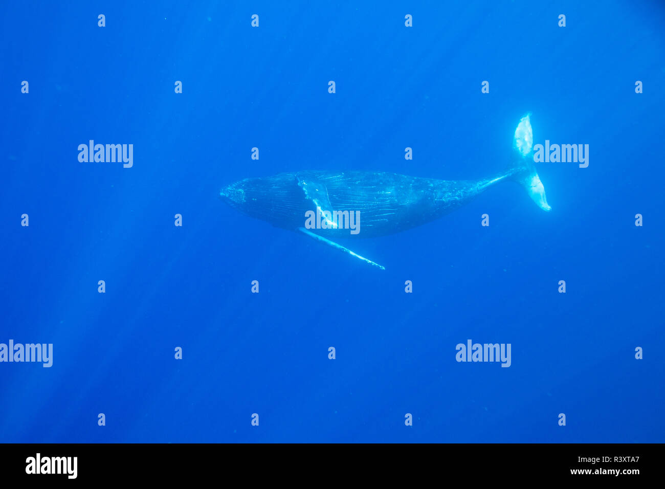 Big Island, Hawaii, USA. Les baleines à bosse sous l'eau. Banque D'Images