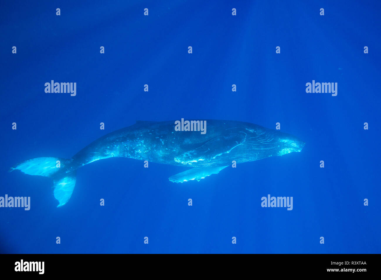 Big Island, Hawaii, USA. Les baleines à bosse sous l'eau. Banque D'Images