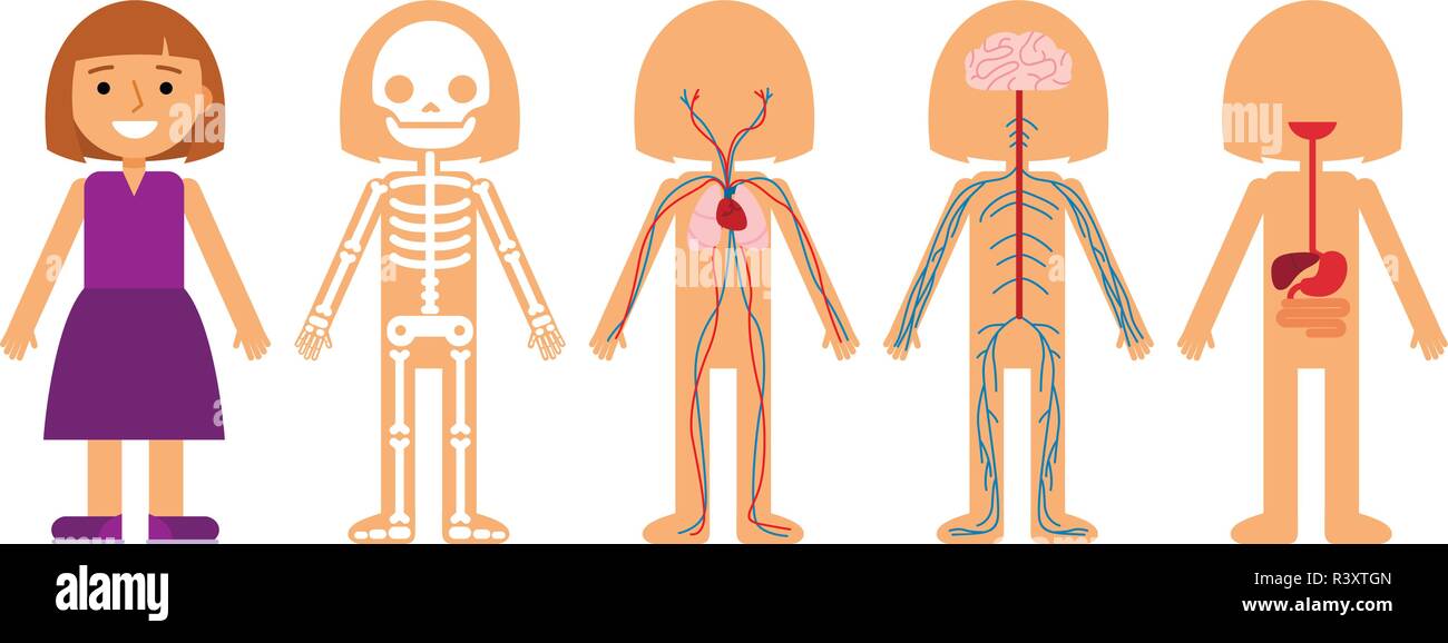 Anatomie fille vector illustration. Squelette humain, système circulatoire, système nerveux et digestif. Illustration de Vecteur