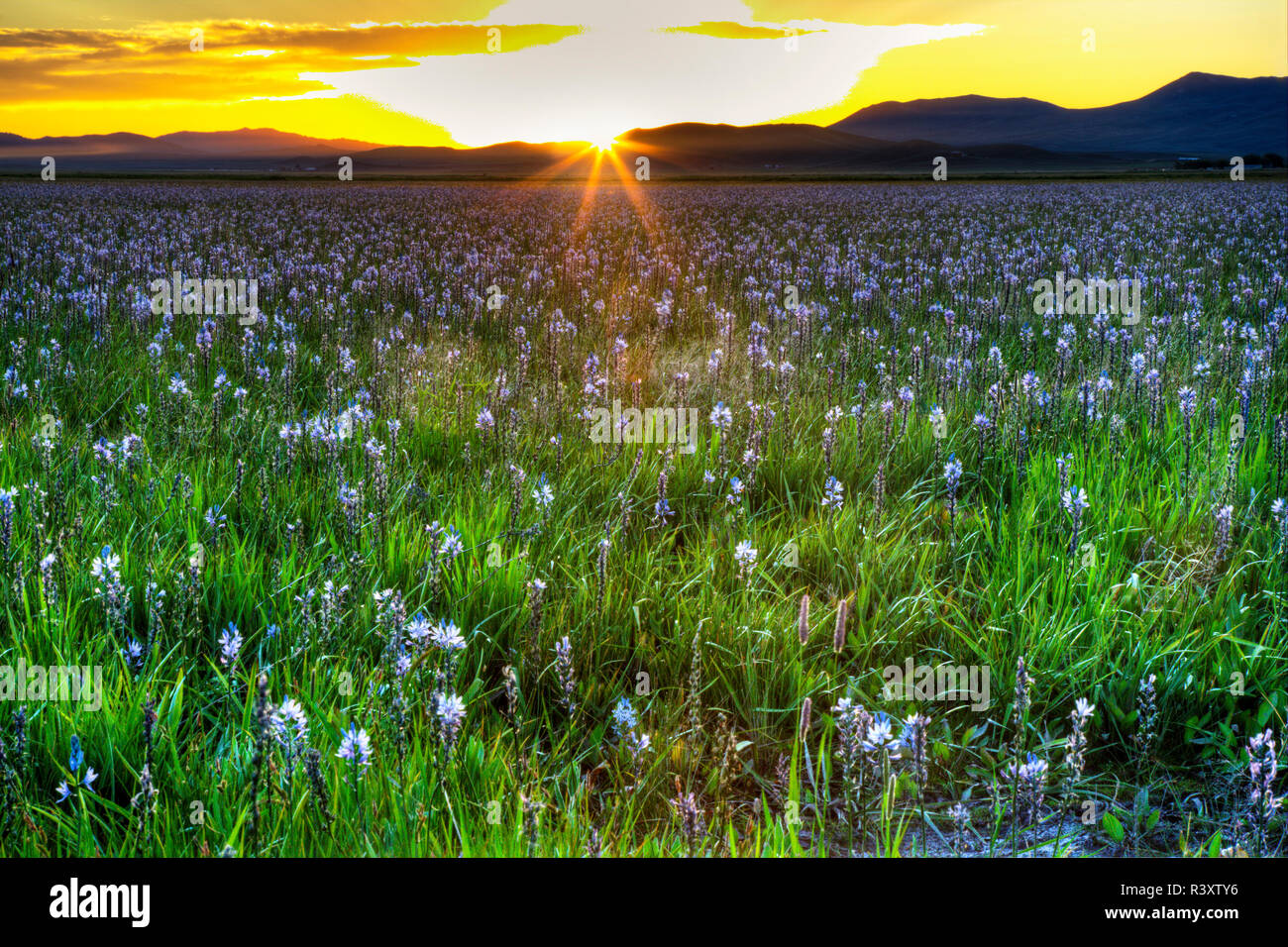 USA, Ohio, Fairfield, Camas Prairie, Coucher du soleil dans le Camas Prairie Banque D'Images