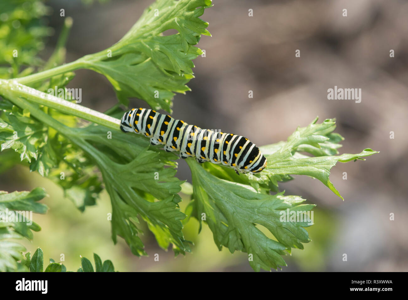 Black Papilio polyxenes) Caterpillar sur le persil Marion County, Illinois Banque D'Images