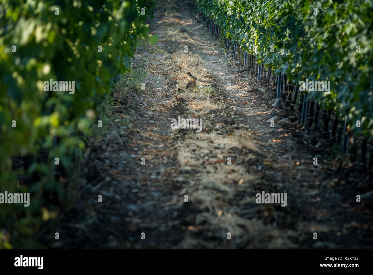 Pastina, Pise, Toscane - hare, entre les vignobles, de traitement et de soins de vin rouge et blanc Banque D'Images