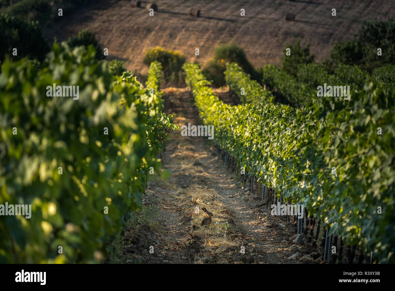 Pastina, Pise, Toscane - hare, entre les vignobles, de traitement et de soins de vin rouge et blanc Banque D'Images