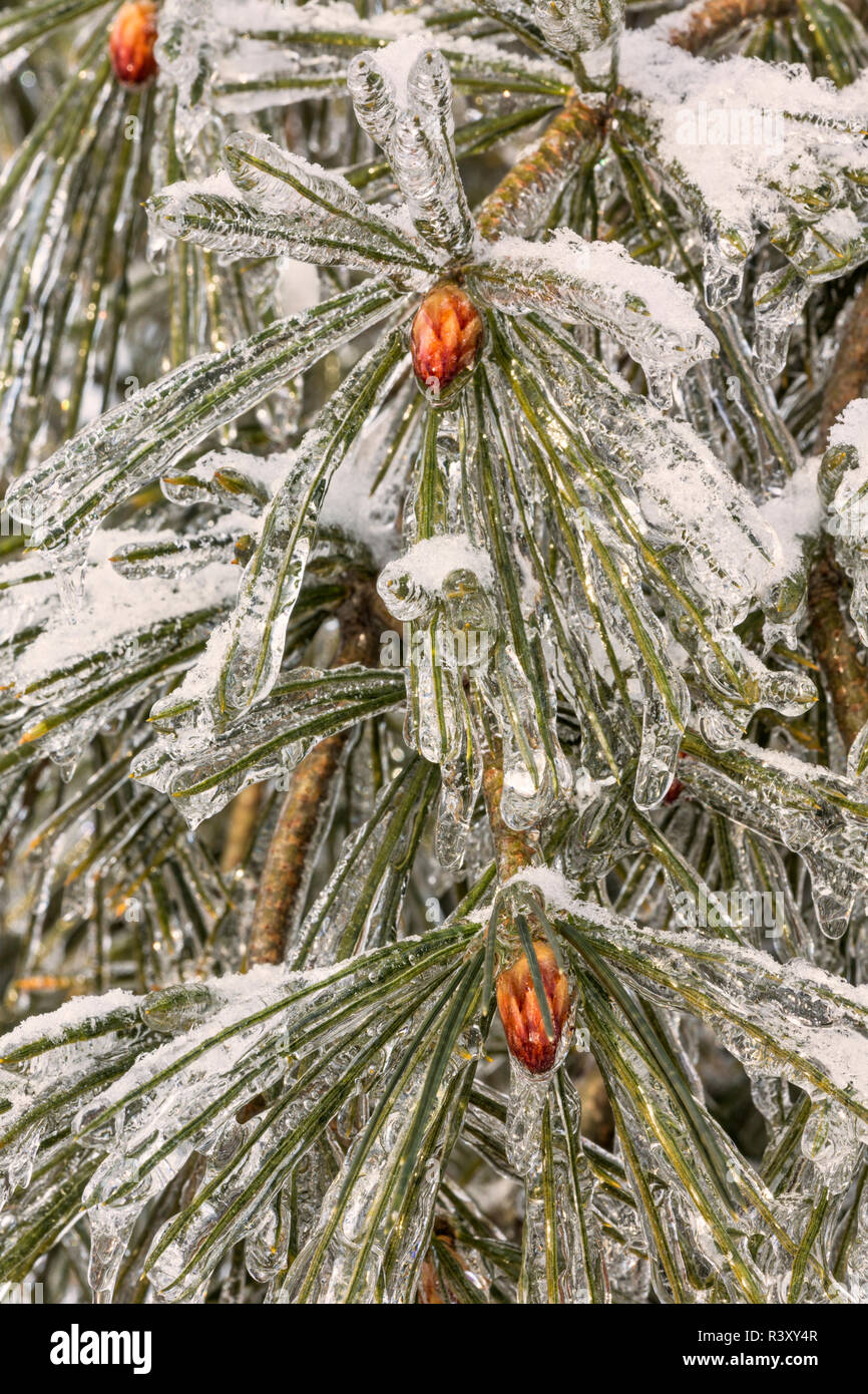 Pine Tree recouverte de glace, Crestwood, New York Banque D'Images