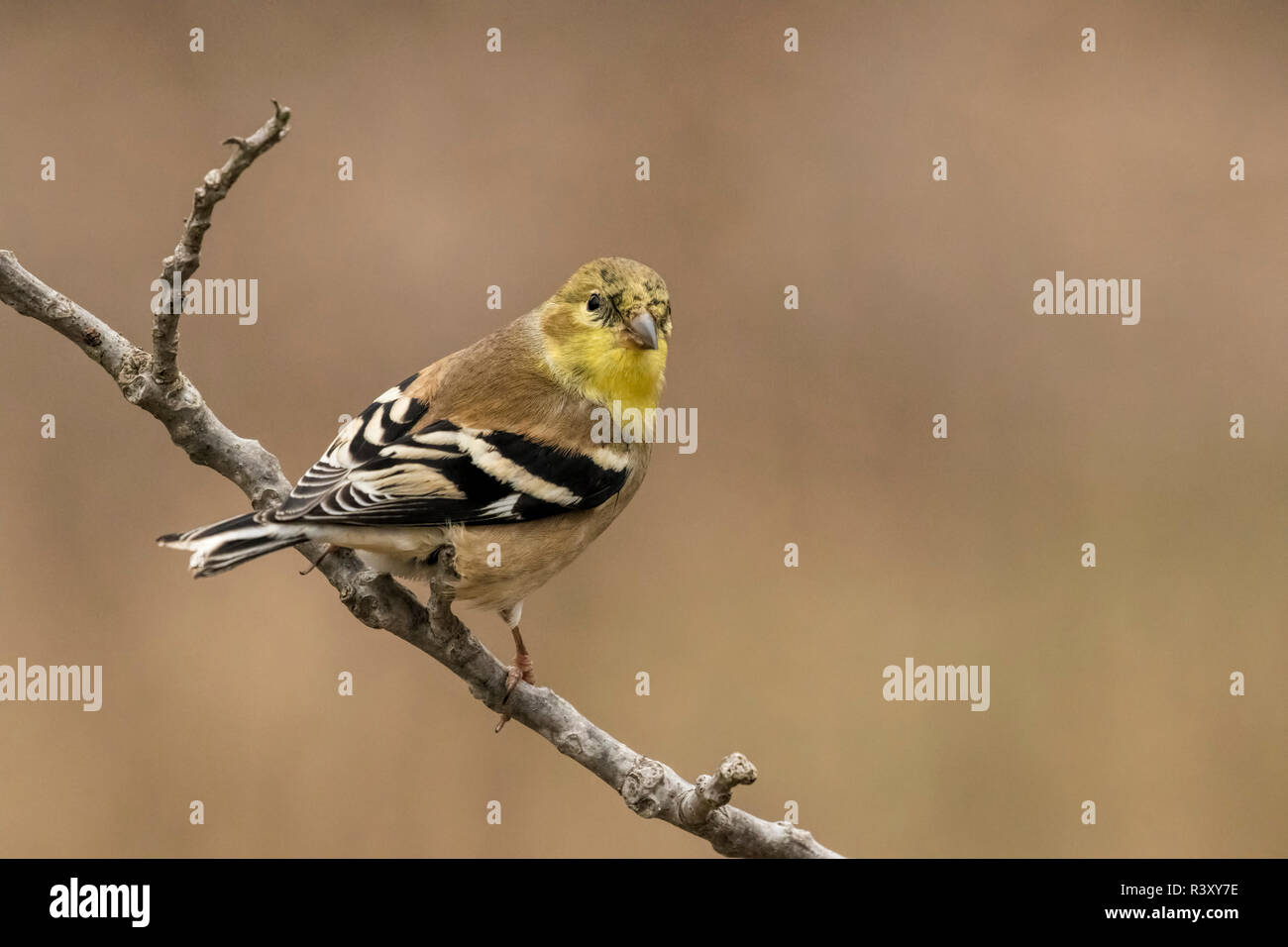 Chardonneret jaune en plumage d'hiver, Spinus tristis, Kentucky Banque D'Images