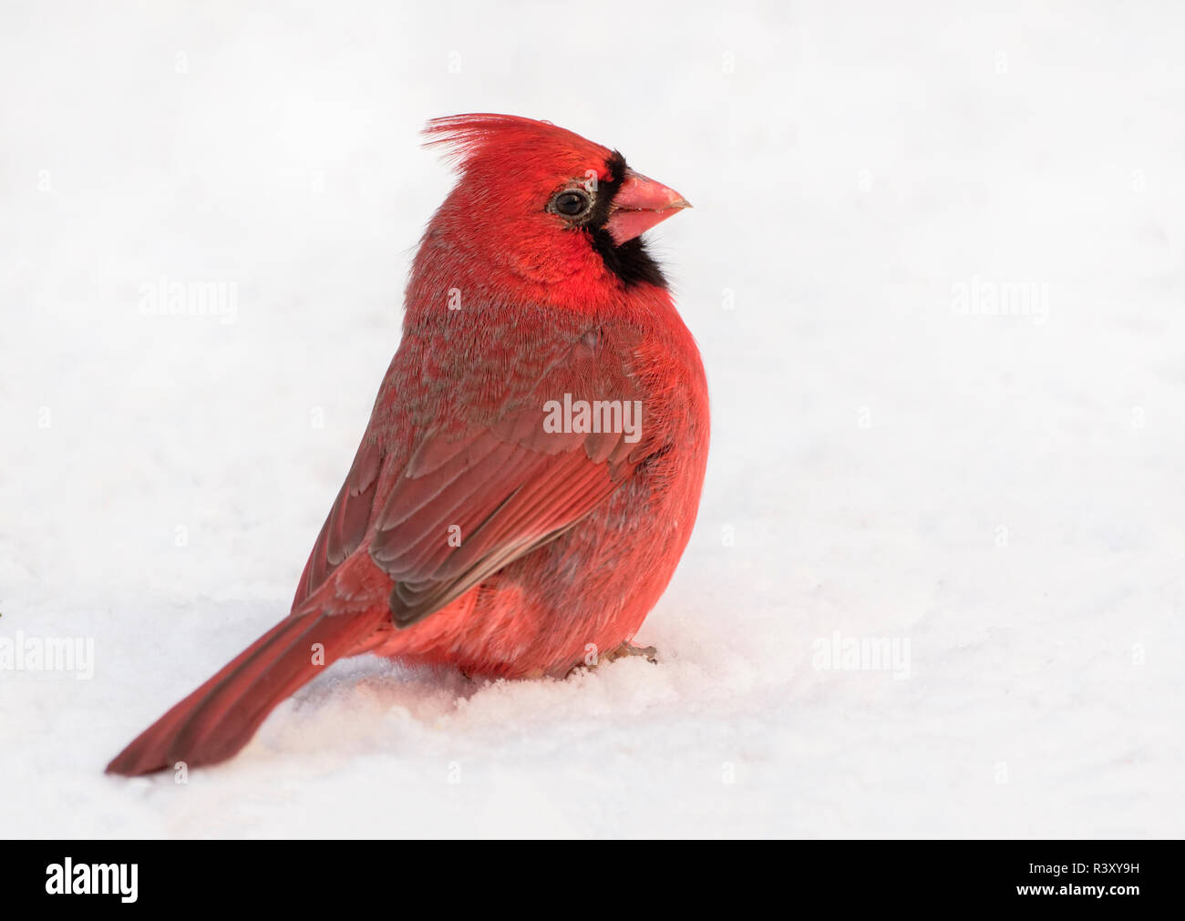 Mâles du Carinal dans la neige, Cardinalis cardinalis, Kentucky Banque D'Images