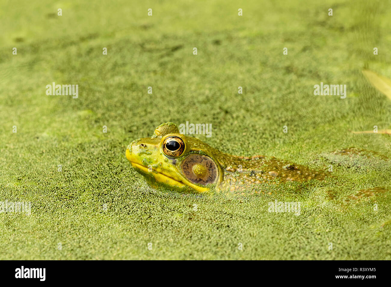 Lithobates catesbeianus grenouille taureau, américain, brésilien, dans aucun nom commun Wolffia brasiliensis, Oldham County (Kentucky) Banque D'Images