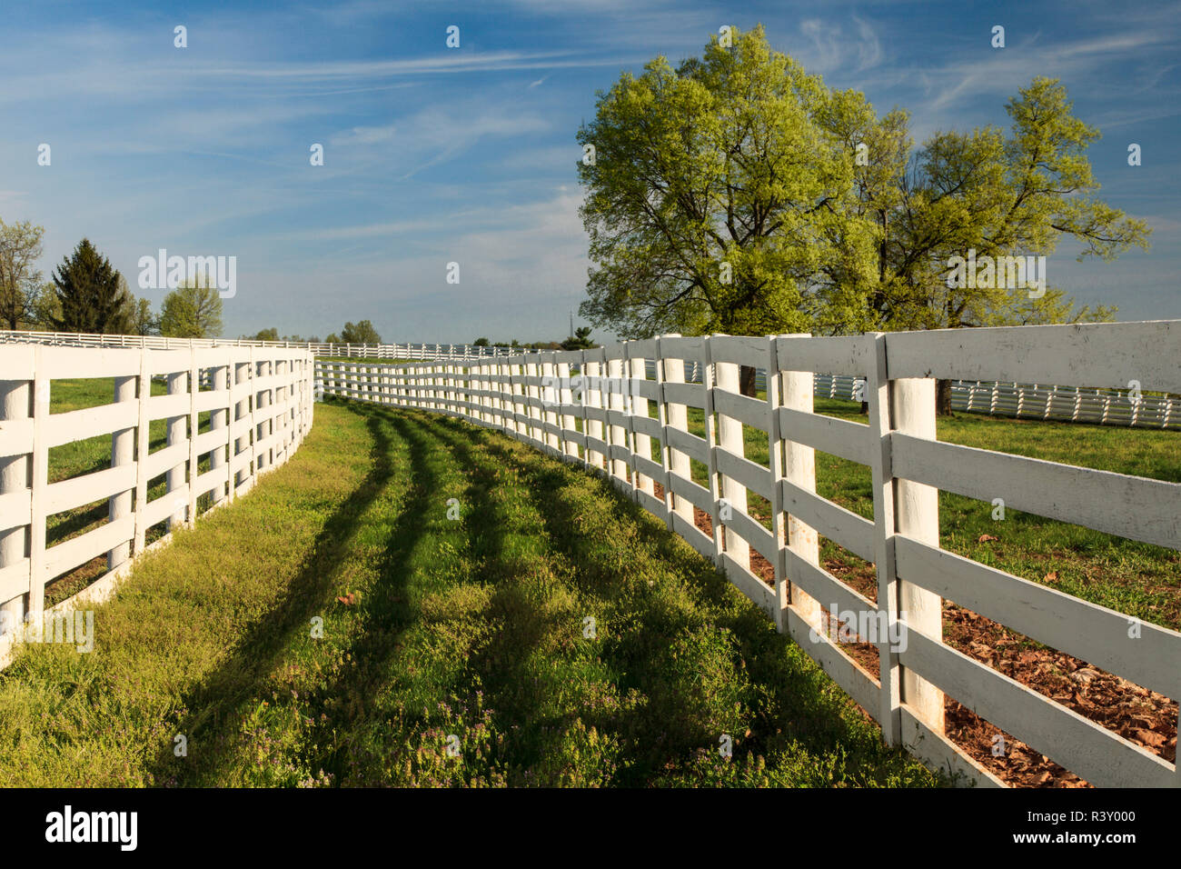 Clôtures sur White horse farm au printemps dans la région du Bluegrass, Lexington, Kentucky Banque D'Images