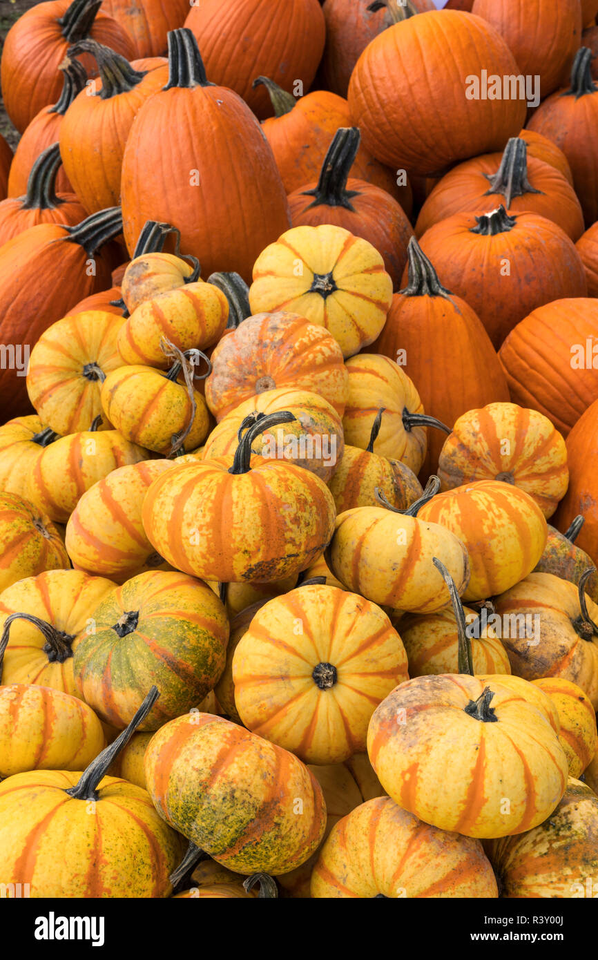 Pumpkins empilés dans une pile pour l'Halloween, Crestwood, New York Banque D'Images
