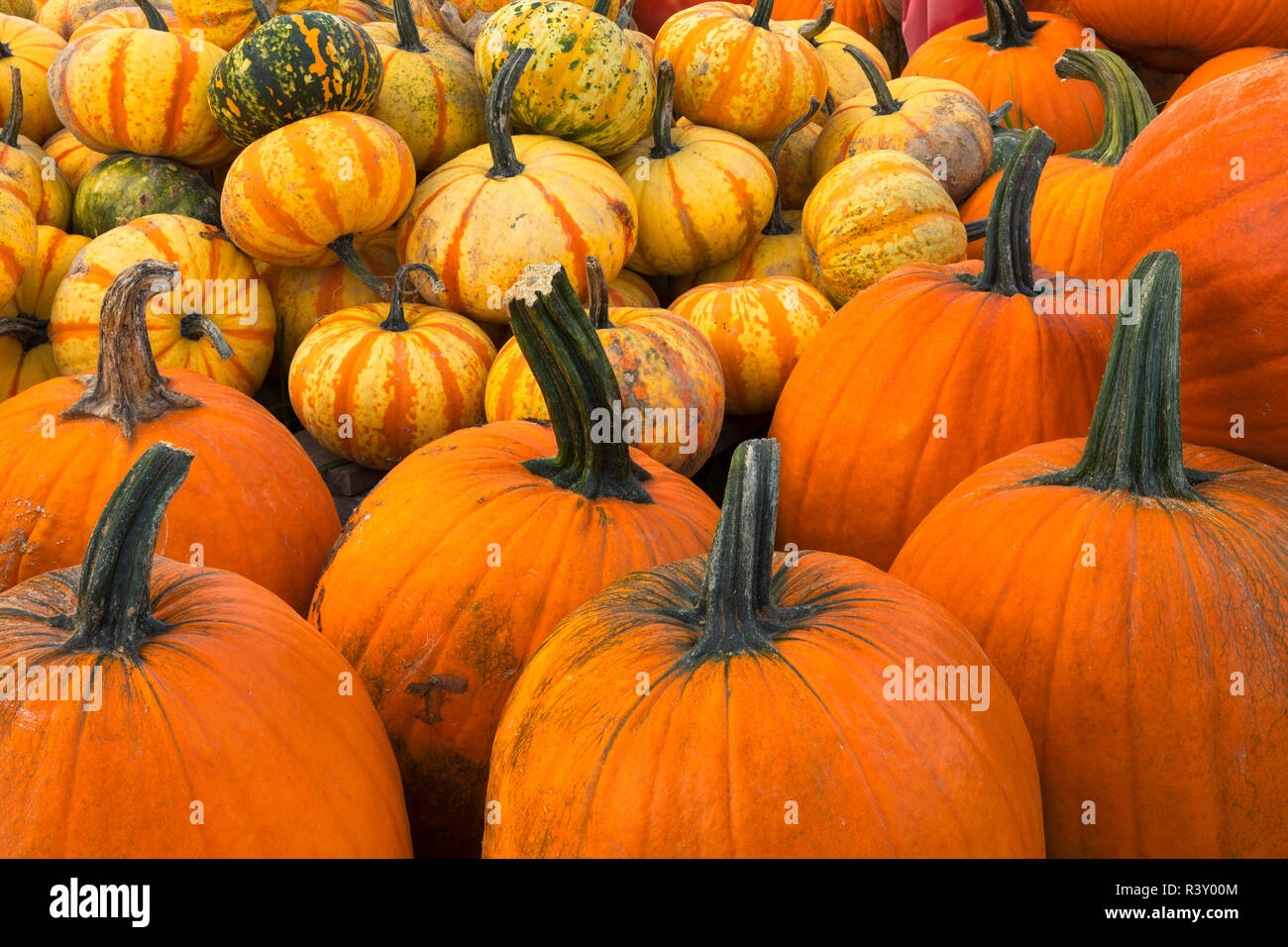 Pumpkins empilés dans une pile pour l'Halloween, Crestwood, New York Banque D'Images