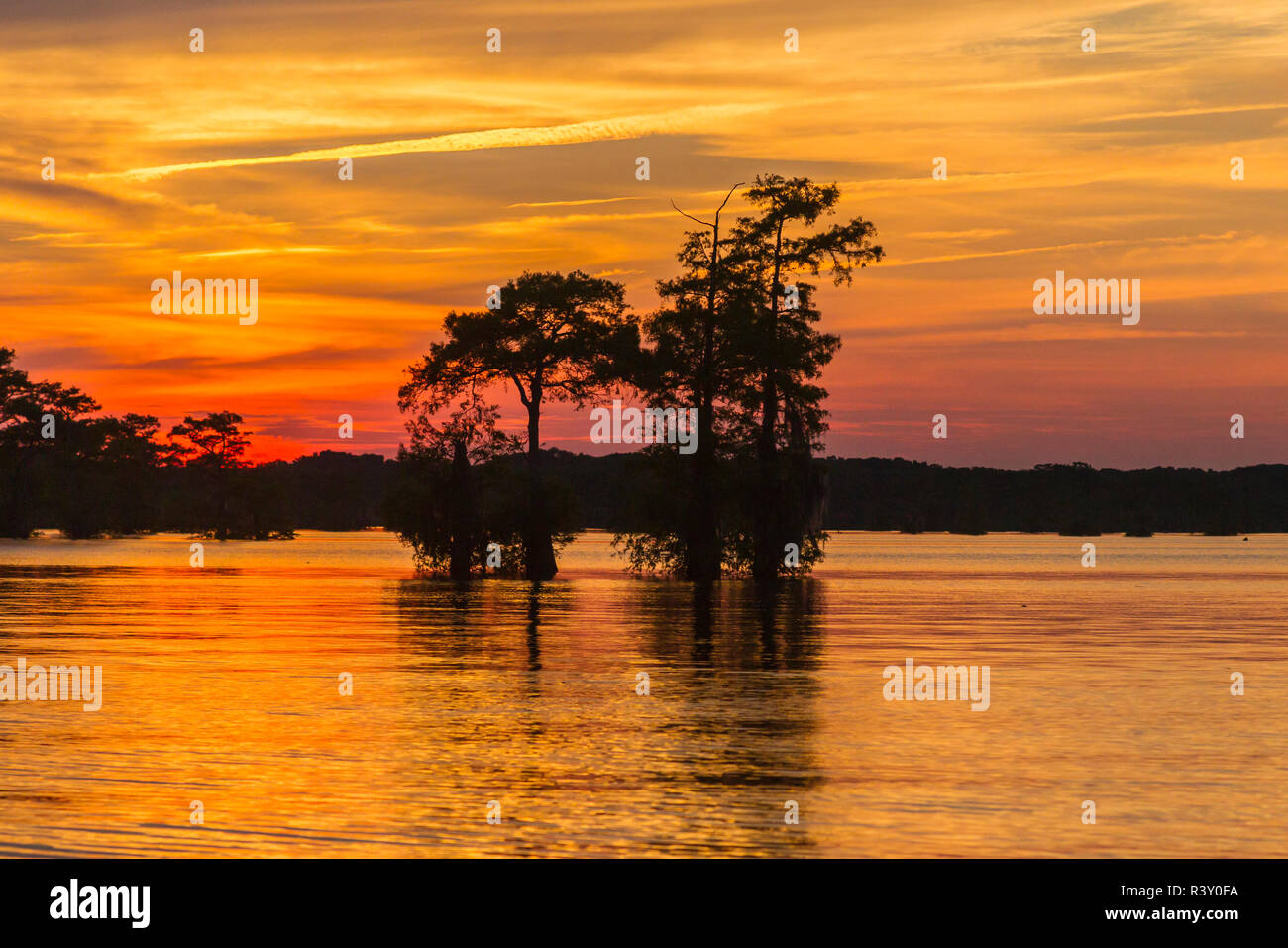 USA, Louisiane, National Heritage Area Atchafalaya. Tupelo arbres dans le lac au coucher du soleil. Banque D'Images