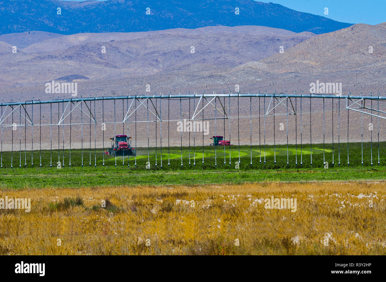 USA, Nevada, Lida. Ranch, moment de la récolte, le système d'irrigation à pivot central Banque D'Images