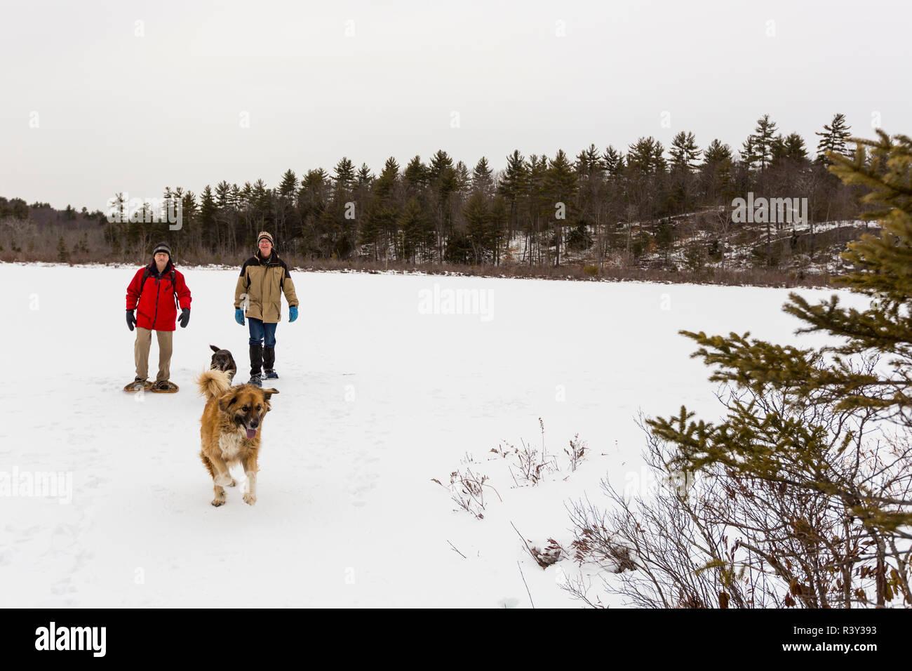 Deux hommes et deux chiens à pied sur bassin rond en hiver. Barrington, New Hampshire. (MR) Banque D'Images