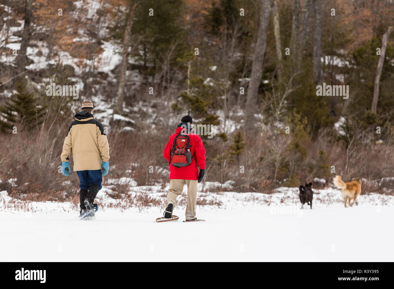 Deux hommes et deux chiens à pied sur bassin rond en hiver. Barrington, New Hampshire. (MR) Banque D'Images