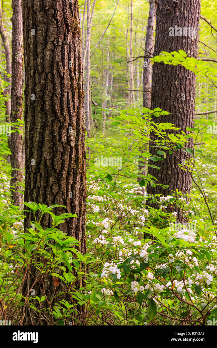 Mountain laurel, Kalmia latifolia, remplit le sous-bois d'une forêt à Barrington, New Hampshire. Banque D'Images