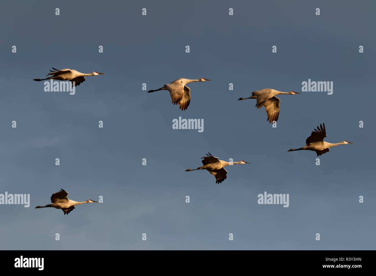 Troupeau de la grue du battant au coucher du soleil, Bosque del Apache National Wildlife Refuge, Nouveau Mexique, Grus canadensis Banque D'Images