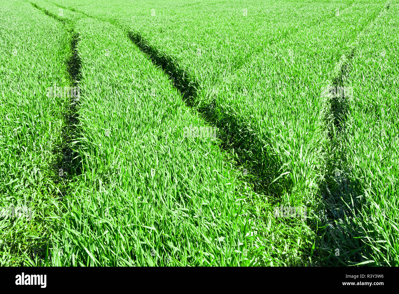 Traces de roues sur le terrain des jeunes grain Banque D'Images