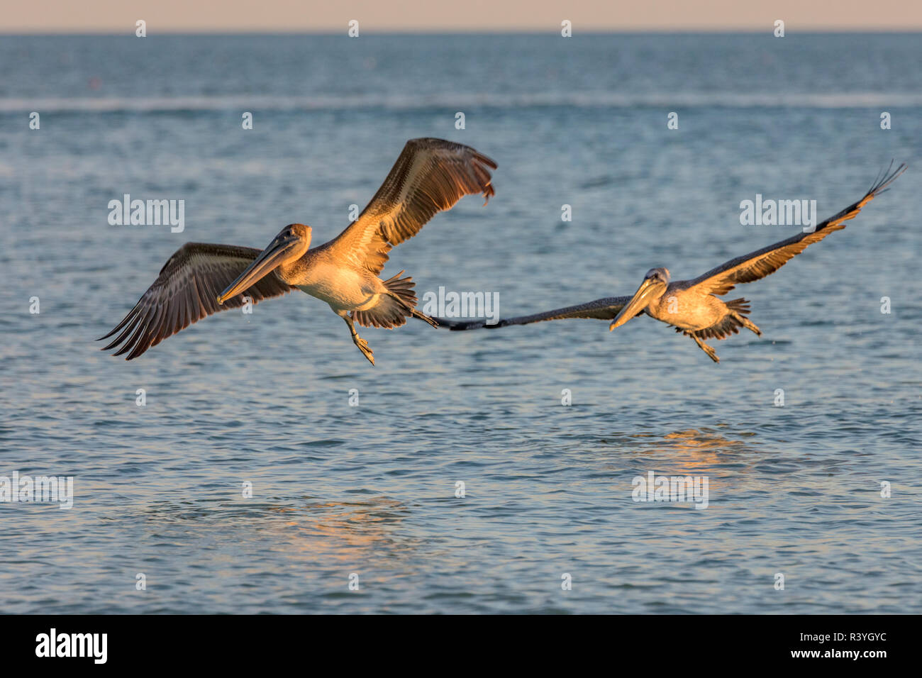 Paire de pélicans en vol le long de l'île de Sanibel, en Floride, USA Banque D'Images