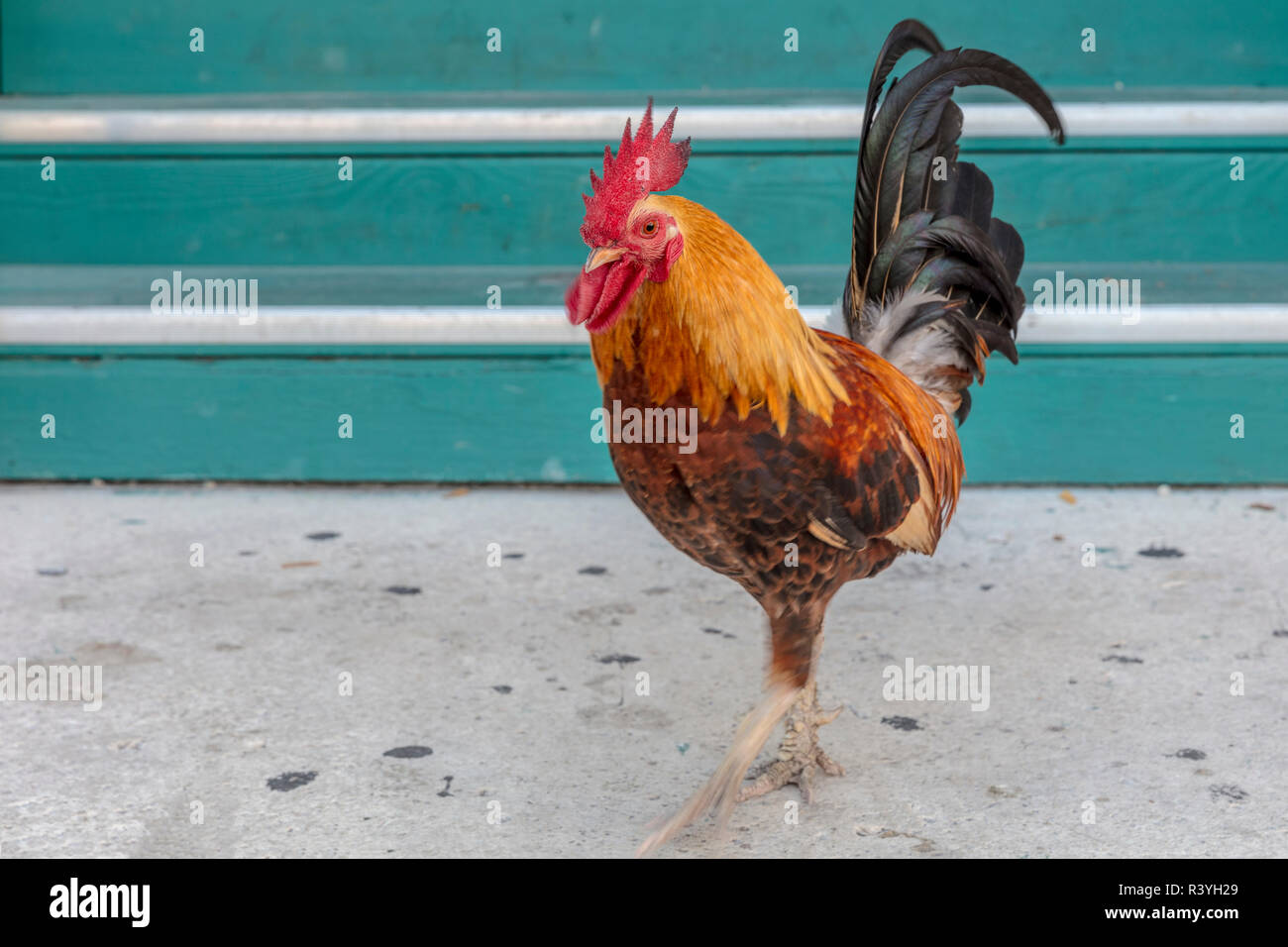 Key West Rooster Banque De Photographies Et Dimages à Haute Résolution 