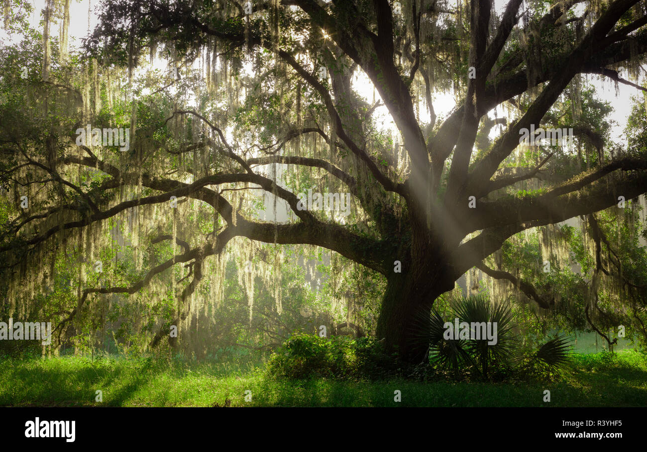 Beau le sud de Live Oak tree, Quercus virginiana, Central Florida Banque D'Images