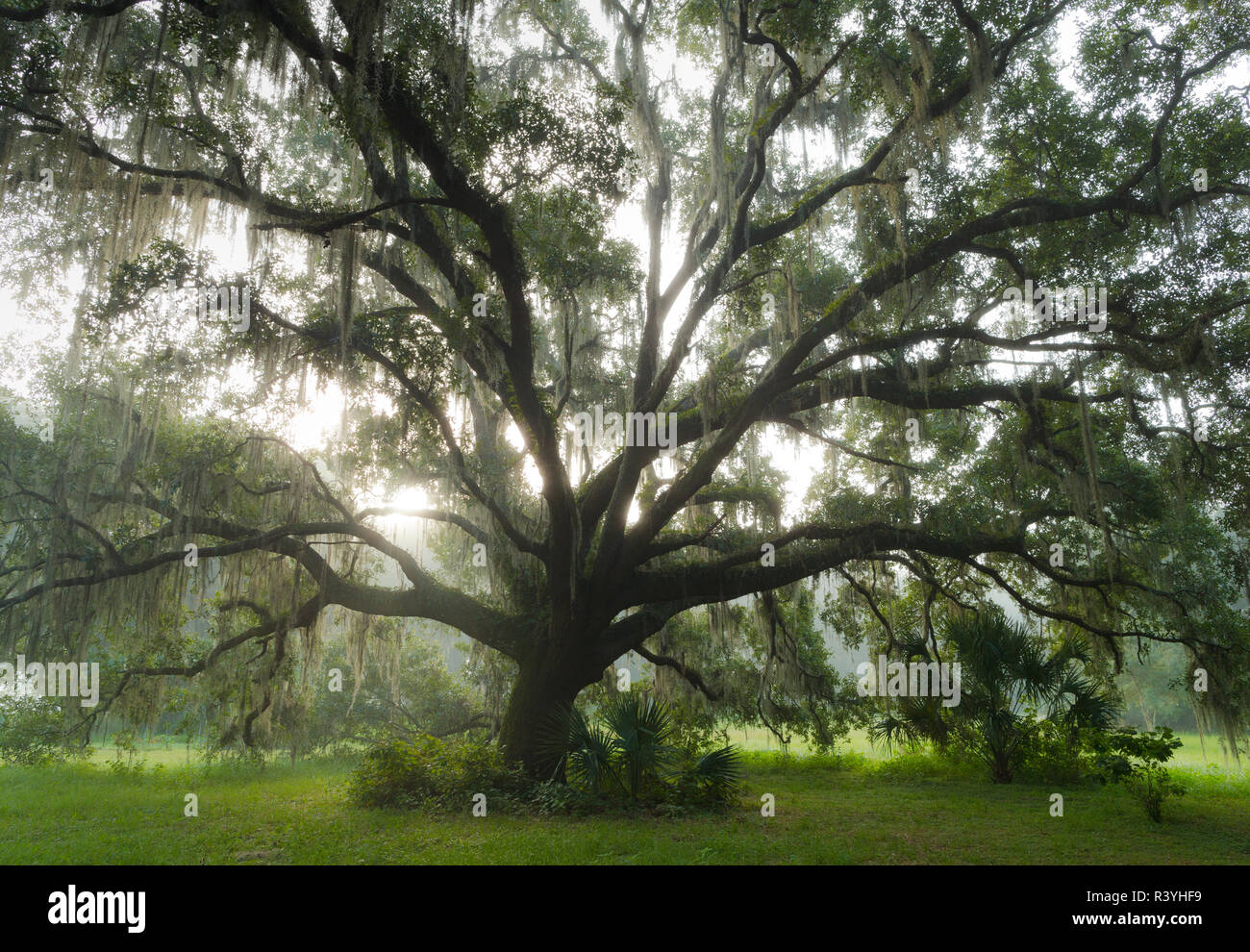 Beau le sud de Live Oak tree, Quercus virginiana, Central Florida Banque D'Images