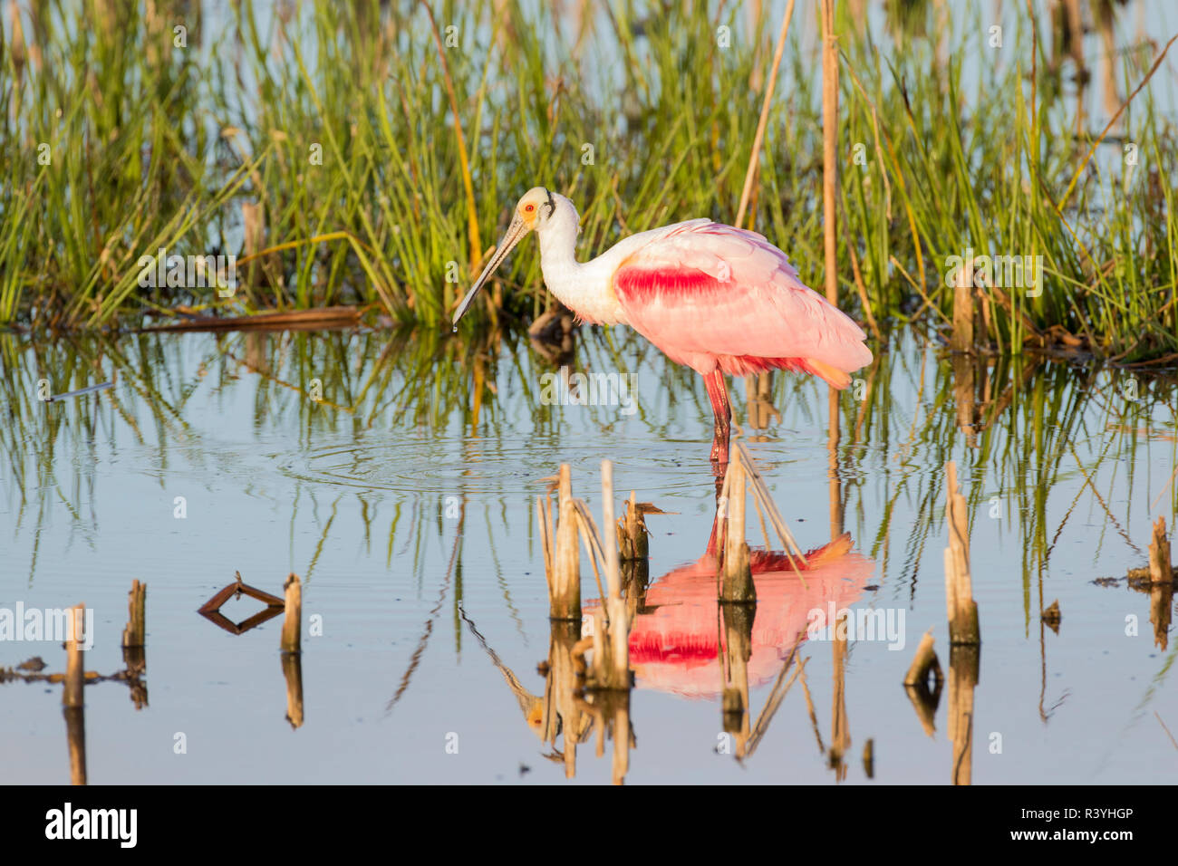 Roseate Spoonbill (Platalea ajaja) Viera Les zones humides, Comté de Brevard en Floride Banque D'Images