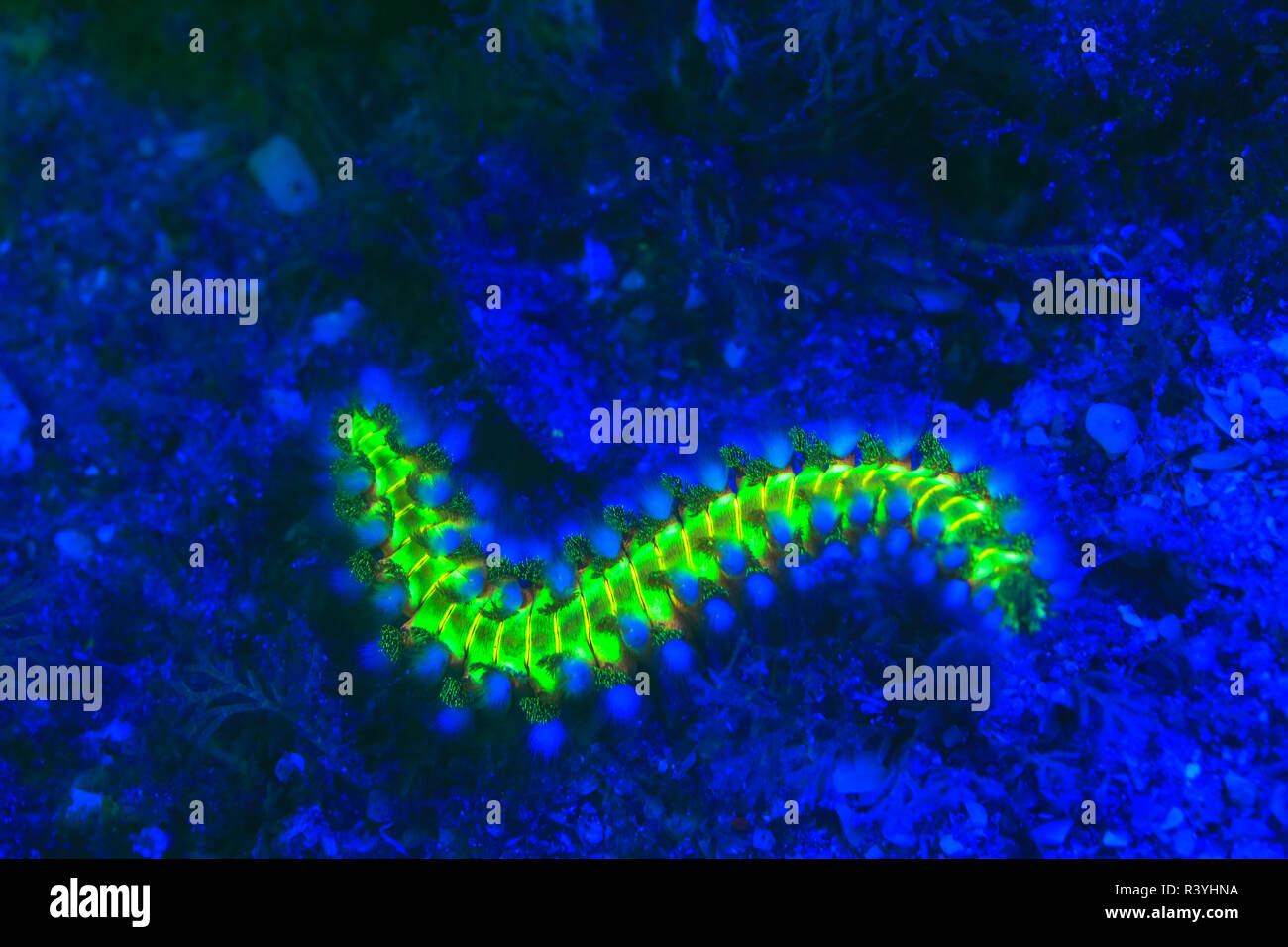 Tordeuse des canneberges barbu (Hermodice carunculata), la Fluorescence sous l'eau, Hérons, pont Intracoastal Waterway, West Palm Beach, Florida, USA Banque D'Images