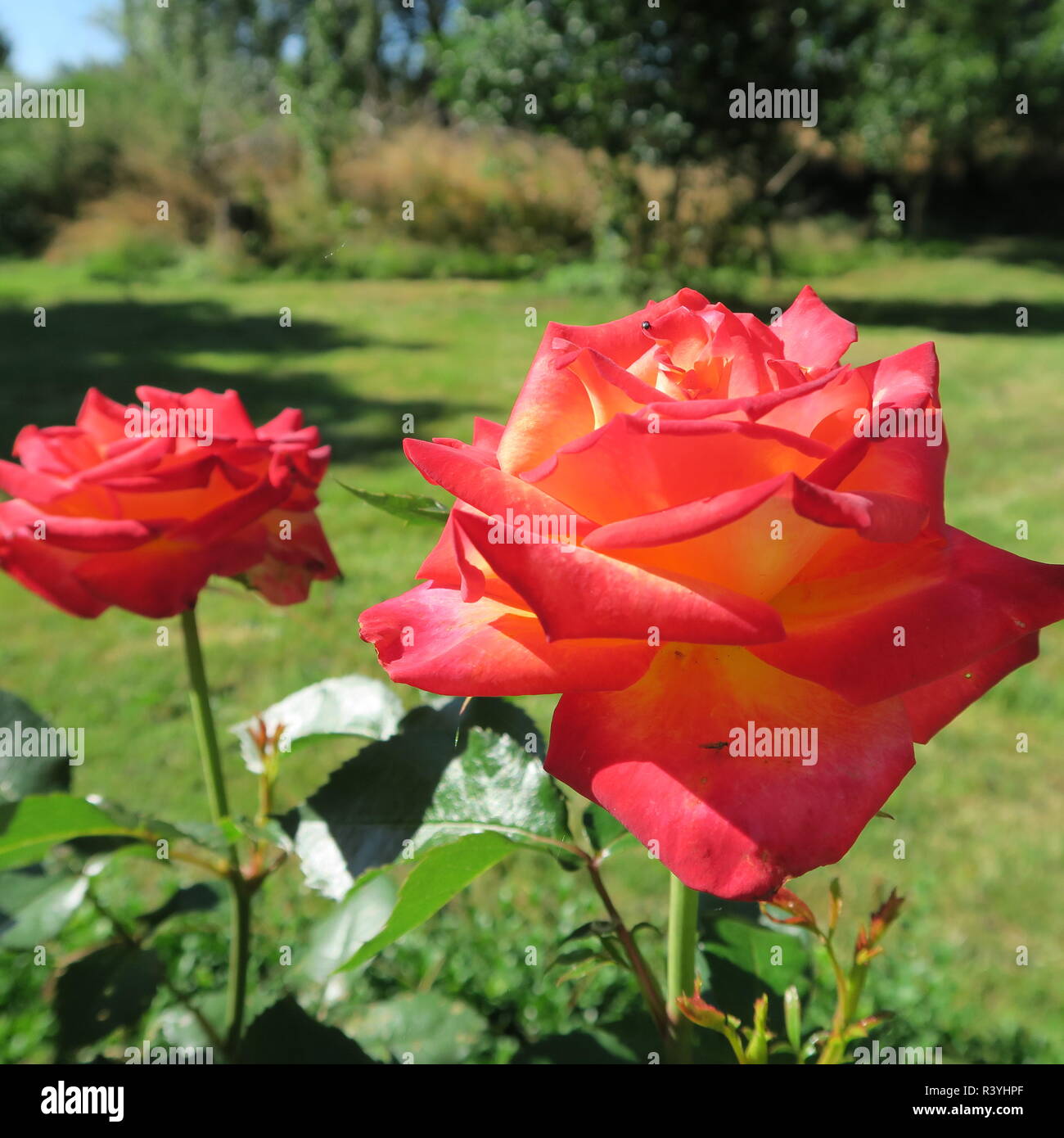 De belles roses Banque D'Images