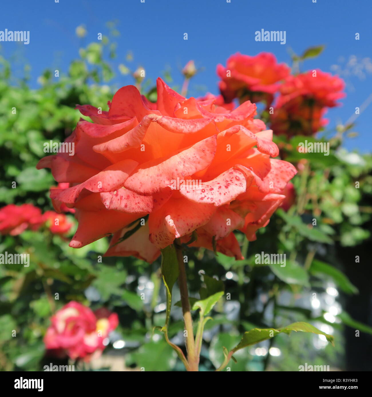 De belles roses Banque D'Images