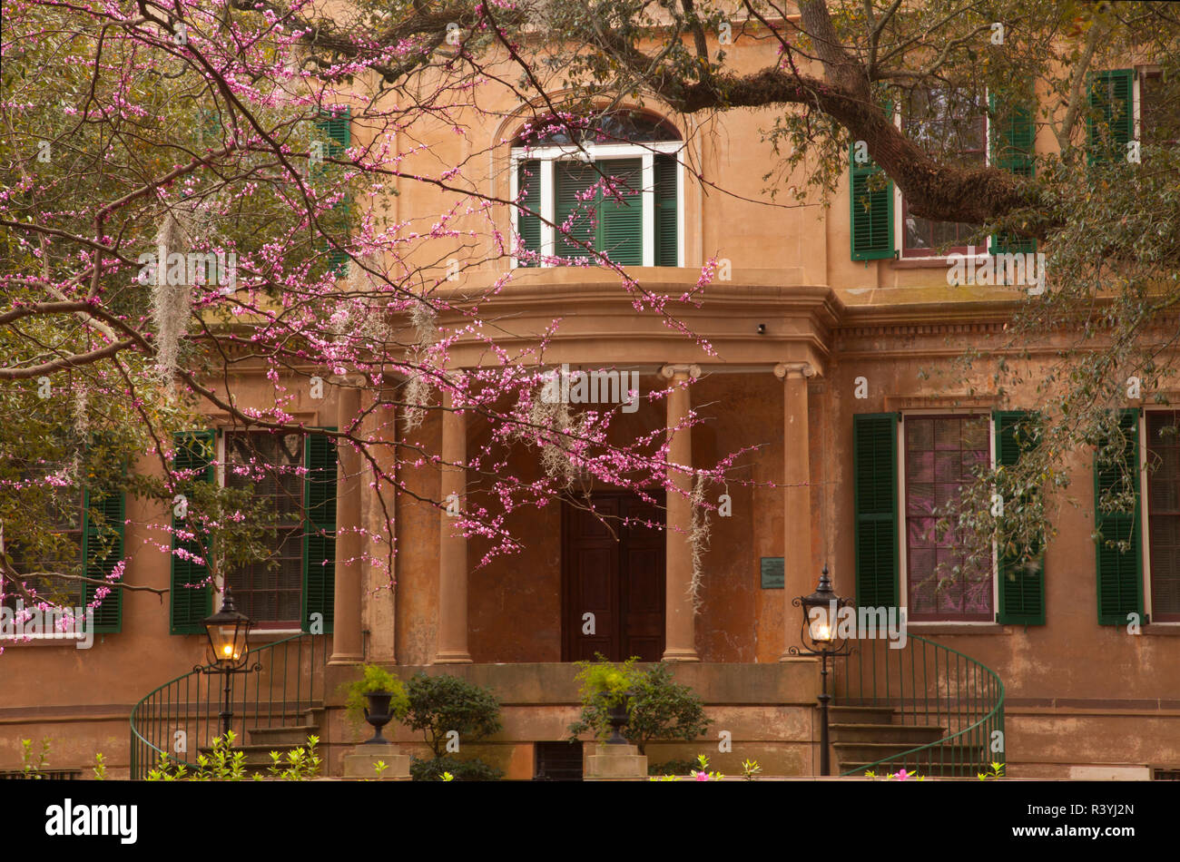 USA, Georgia, Savannah. Red bud arbre en fleur à Owens Thomas House. Banque D'Images