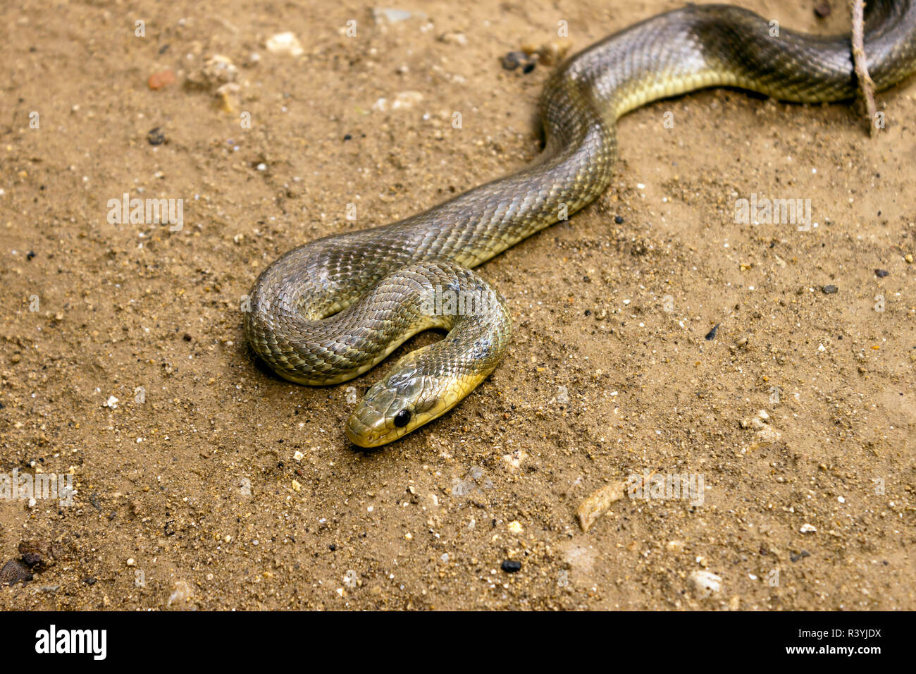 Natrix Maura snake Banque D'Images