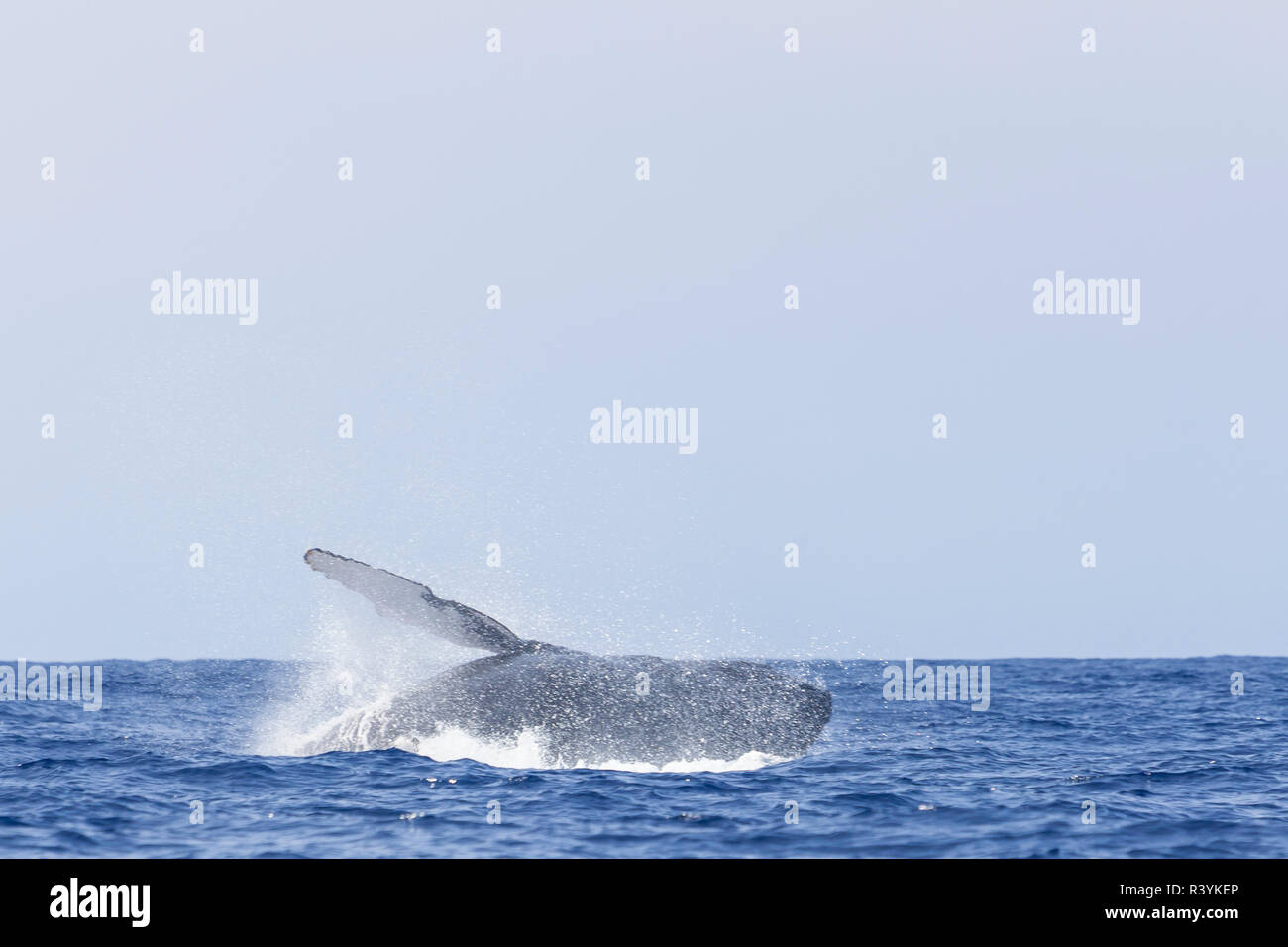 Les baleines à bosse (Megaptera novaeangliae), près de Kona, Big Island, Hawaii Banque D'Images