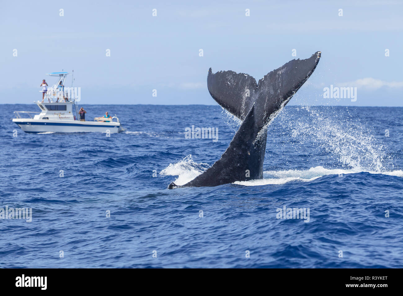 Tailslapping Baleine à bosse (Megaptera novaeangliae) bateau d'observation des baleines en arrière-plan, Big Island, Hawaii, USA Banque D'Images