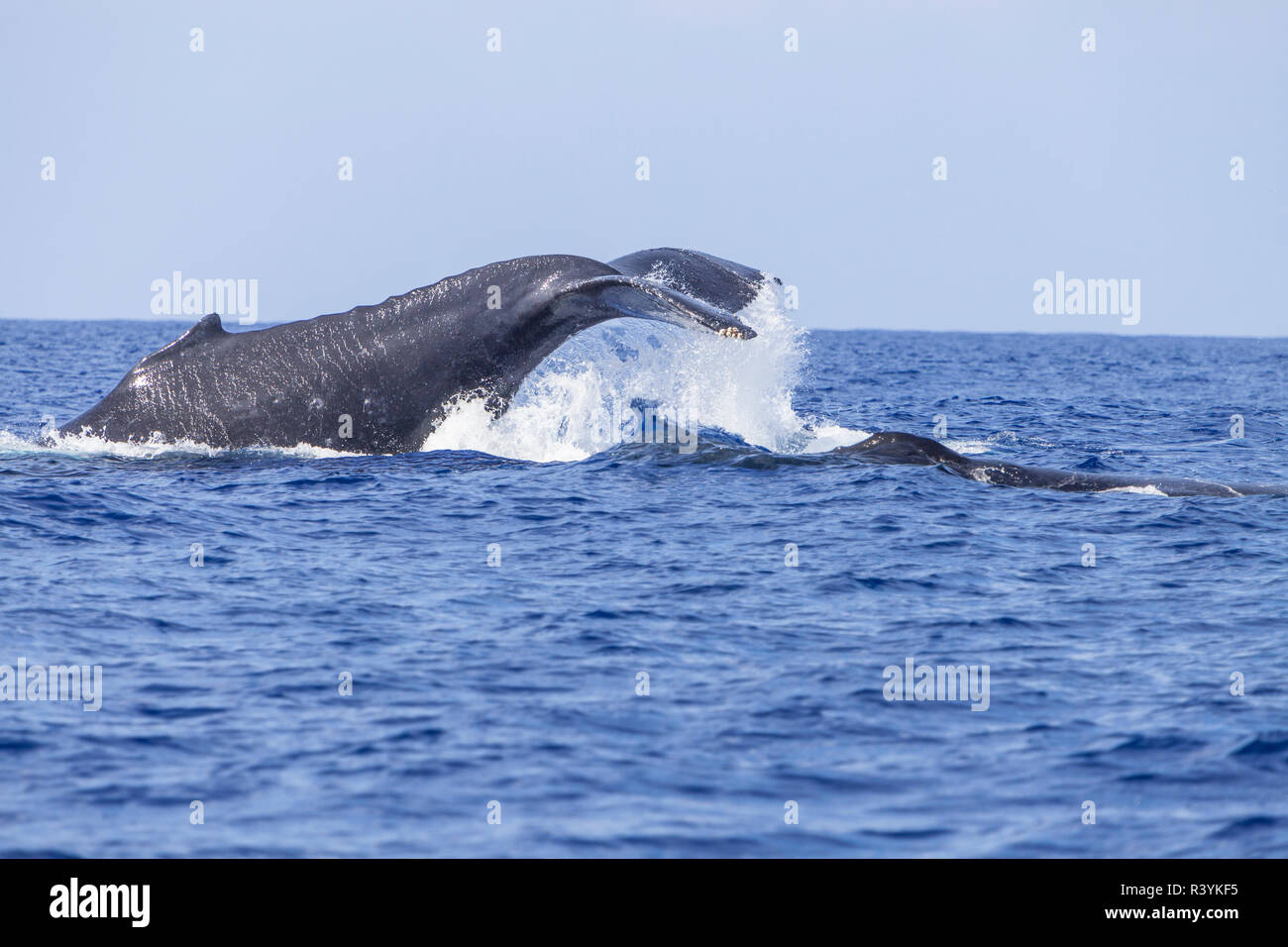 Baleine à bosse (Megaptera novaeangliae), lob-tailing, océan Pacifique près de Kona, Big Island, Hawaii Banque D'Images