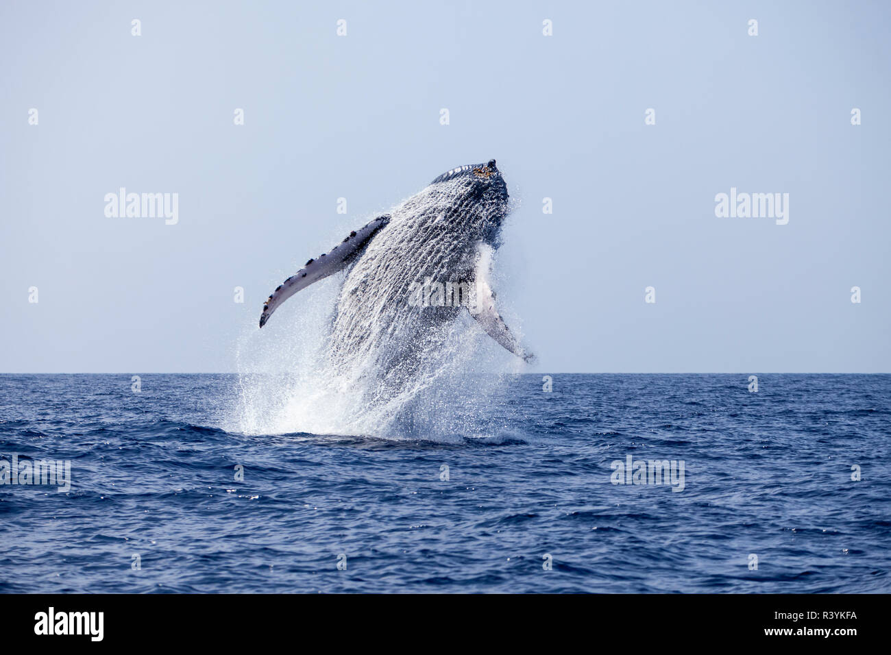 Baleine à bosse (Megaptera novaeangliae), violer hors de l'eau près de Kona, Big Island, Hawaii Banque D'Images