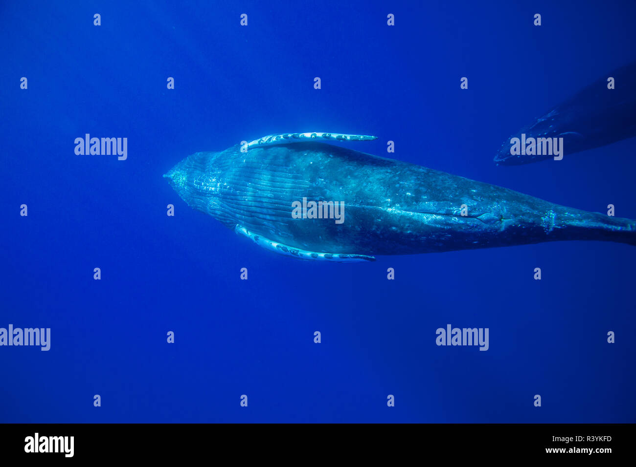 Les baleines à bosse (Megaptera novaeangliae), l'océan Pacifique près de Kona, Big Island, Hawaii Banque D'Images
