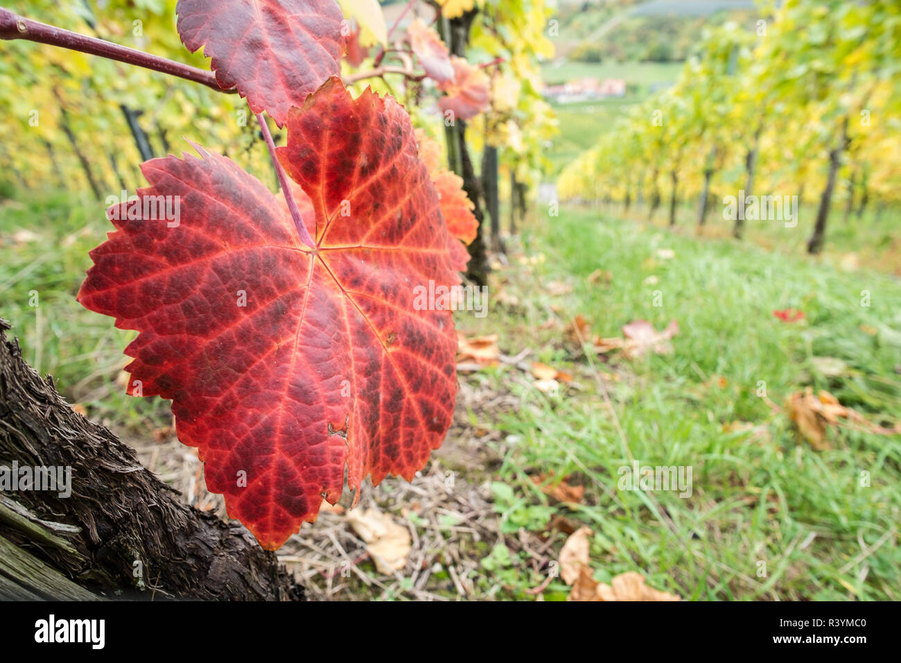 Grape leaf en automne rouge Banque D'Images