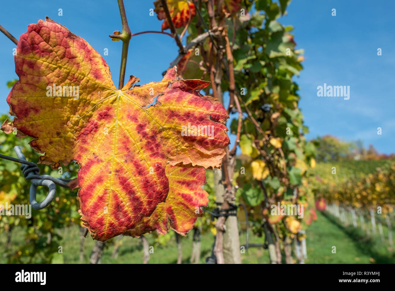 Grape leaf en rouge et jaune en automne Banque D'Images