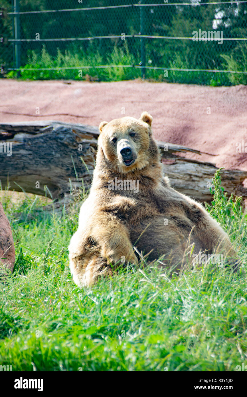 Un grizzly bear Country à froid, dans le Dakota du Sud. Banque D'Images