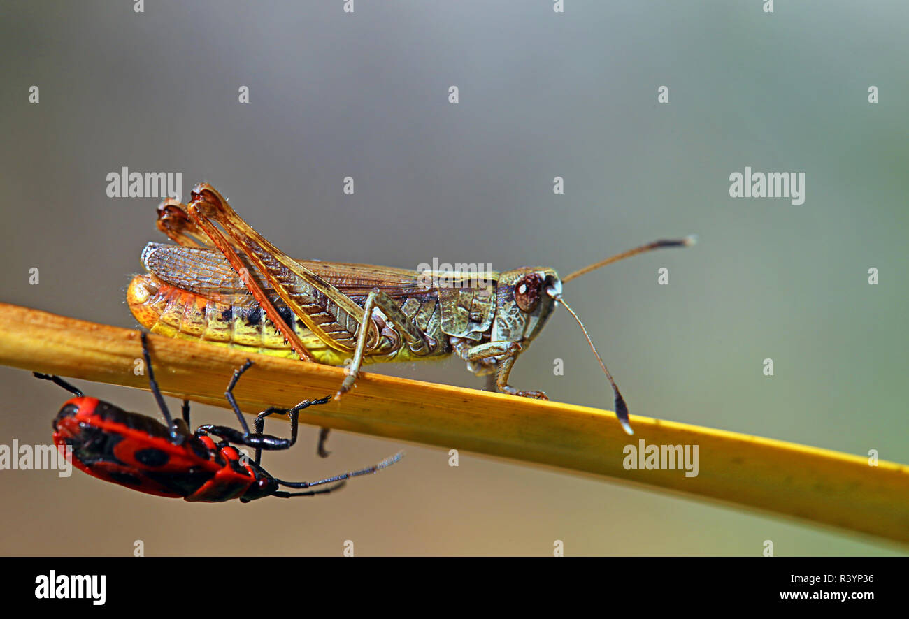 Cricket Club rouge gomphocerus rufus rencontre fire bug pyrrhocoris apterus Banque D'Images