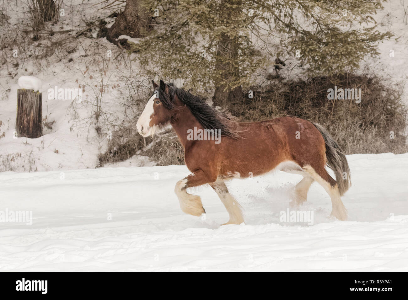 Cheval belge de roundup en hiver, Kalispell, Montana. Equus ferus caballus Banque D'Images