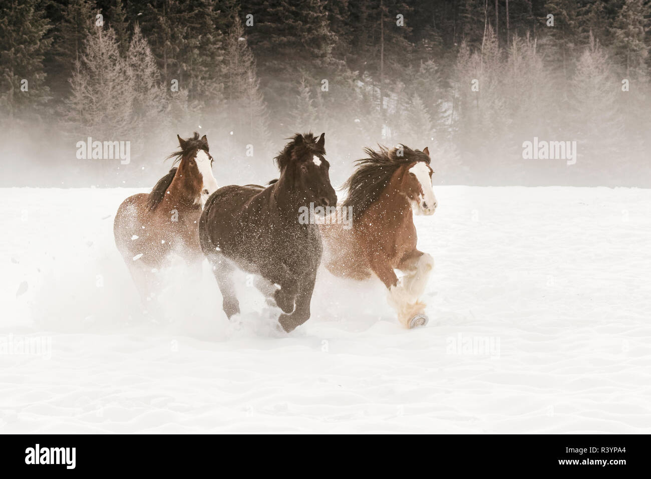 Cheval belge de roundup en hiver, Kalispell, Montana. Equus ferus caballus Banque D'Images