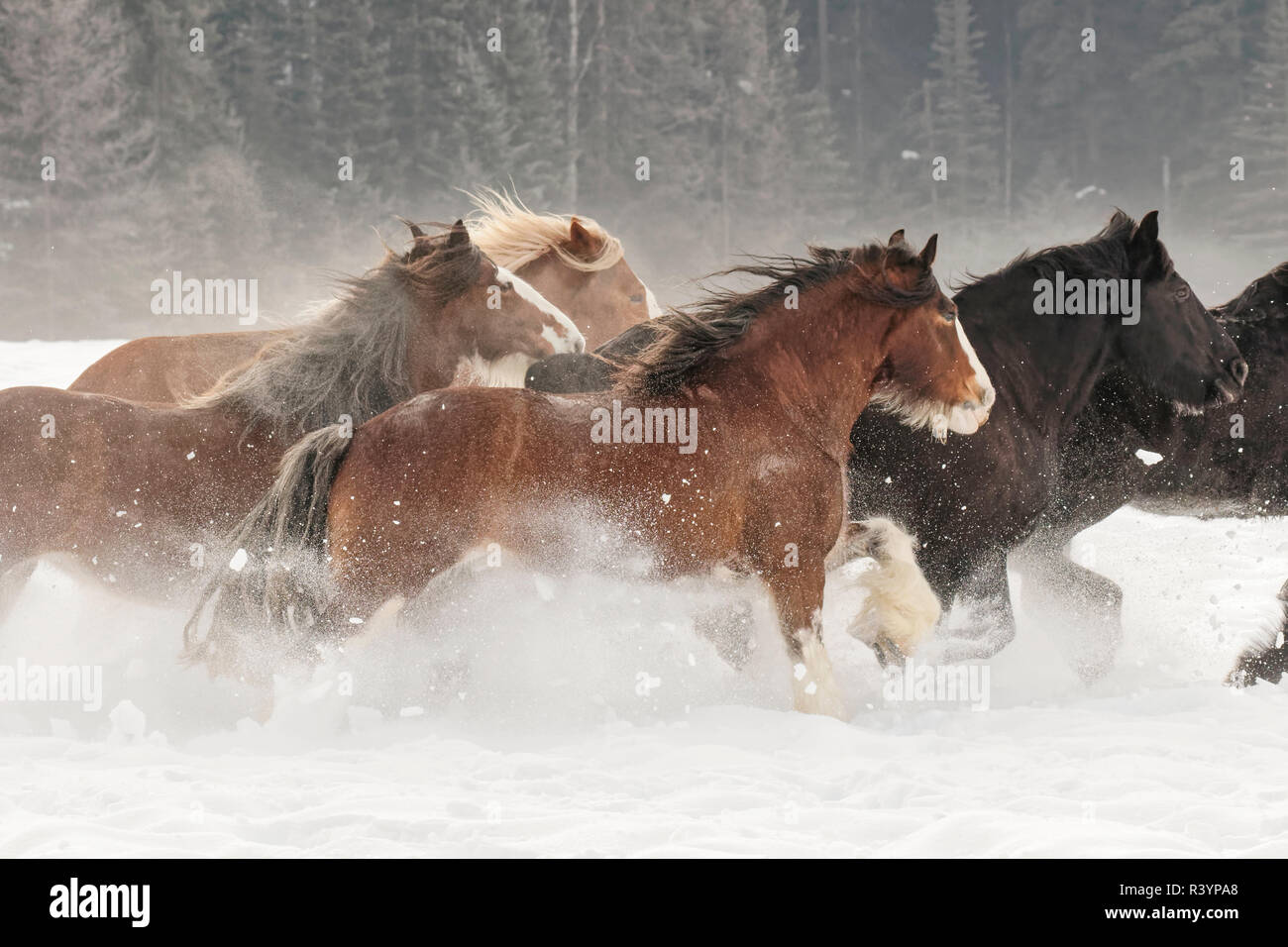 Cheval belge de roundup en hiver, Kalispell, Montana. Equus ferus caballus Banque D'Images