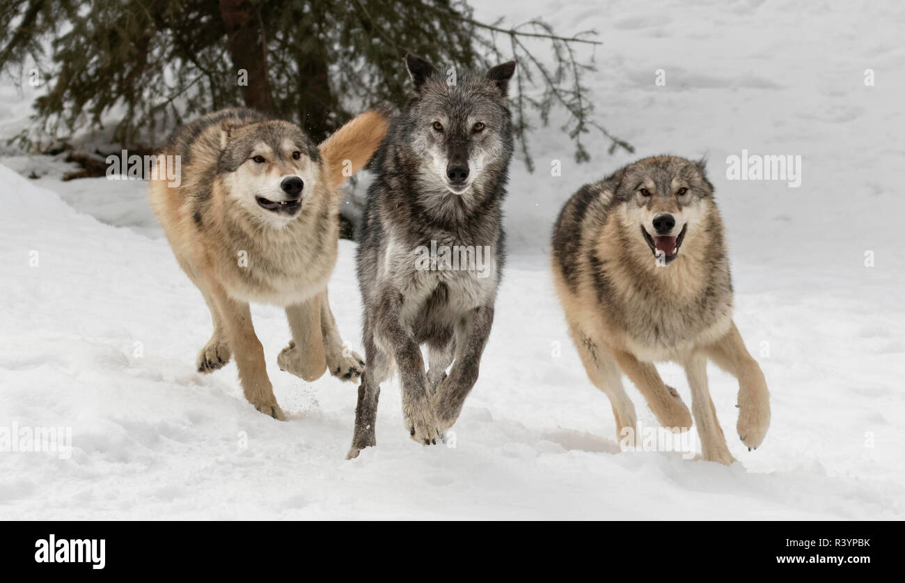 Loup gris ou le loup, comportement en hiver, pack (Captive) Canis lupus, Montana Banque D'Images