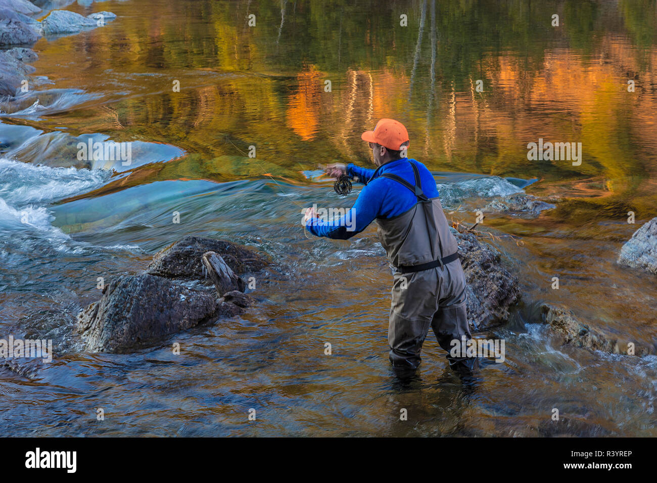 La pêche à la mouche sur la fourche au milieu de la rivière Flathead, dans la forêt nationale de Flathead, Montana, USA (MR) Banque D'Images