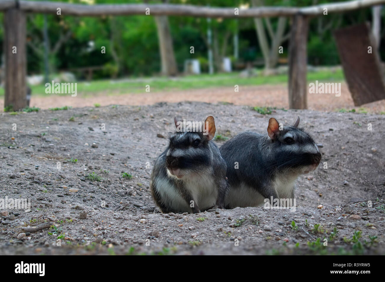 Plains vizcacha (Lagostomus maximus) dans la province de Entre Rios, Argentine Banque D'Images