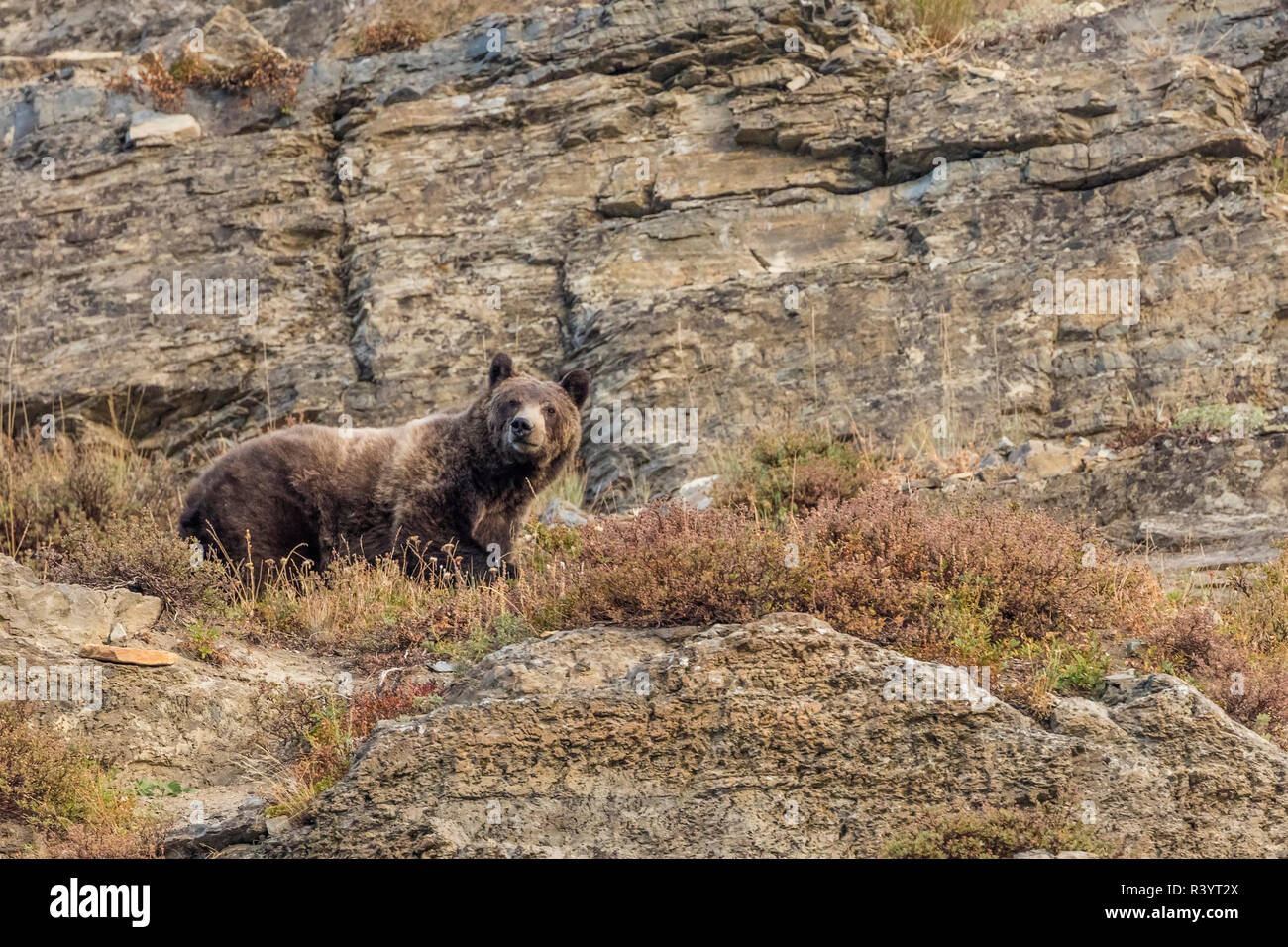 Des profils Grizzli dans le Glacier National Park, Montana, USA Banque D'Images