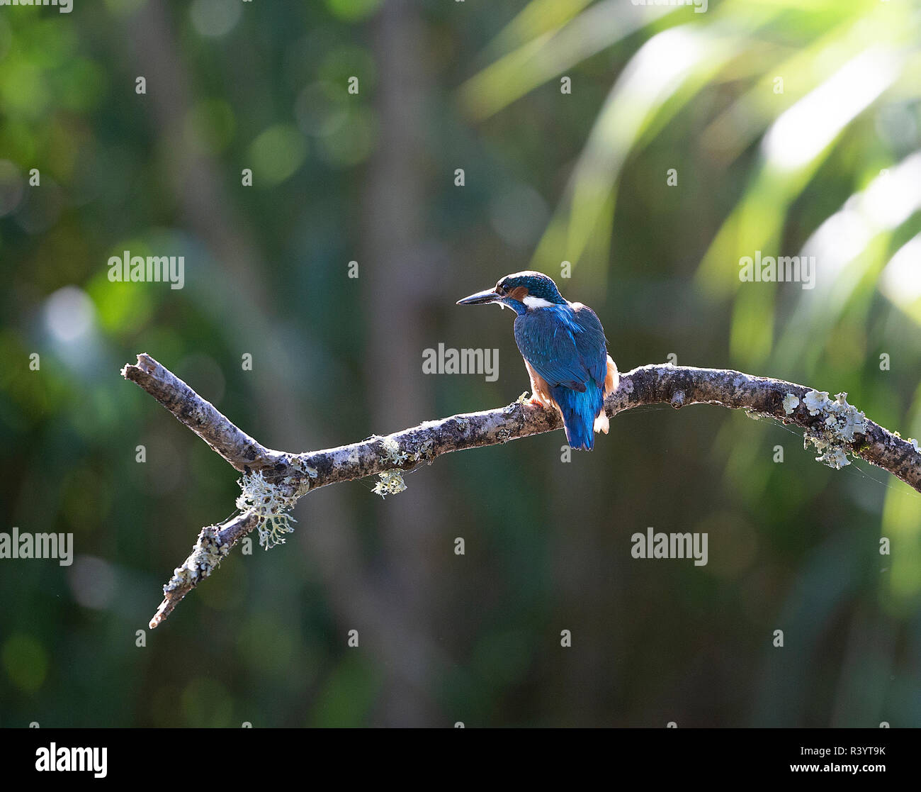 Kingfisher commun assis sur une branche à la recherche de poisson Banque D'Images