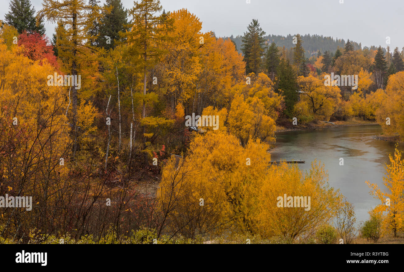 Les lignes de couleur d'automne dans la rivière Whitefish Whitefish, Montana, USA Banque D'Images