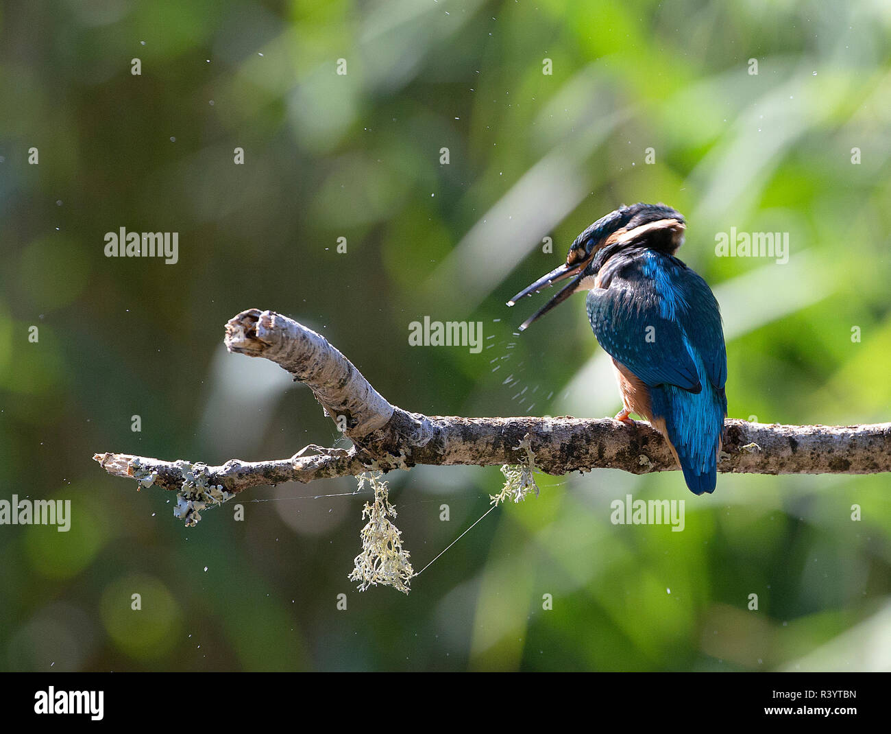 Kingfisher commun assis sur une branche se secouant de ses factures Banque D'Images